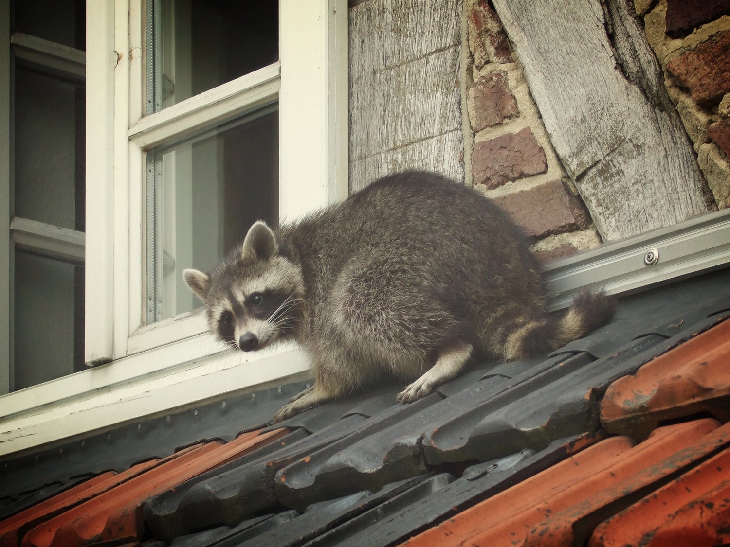 Humane Raccoon Control: Alternatives to Lethal Traps and Poisons