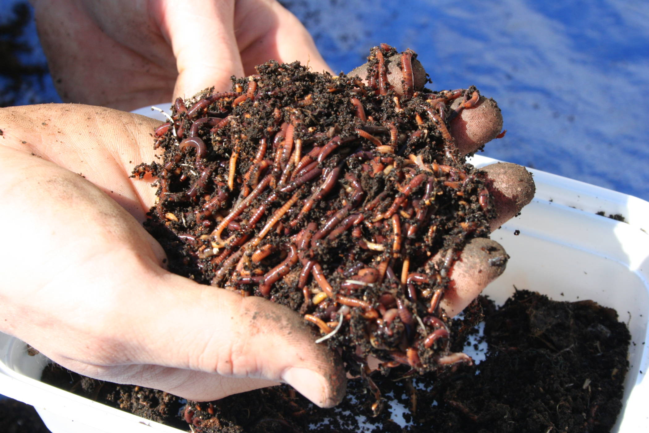 5 Signs You Need to Jump on the Vermicomposting