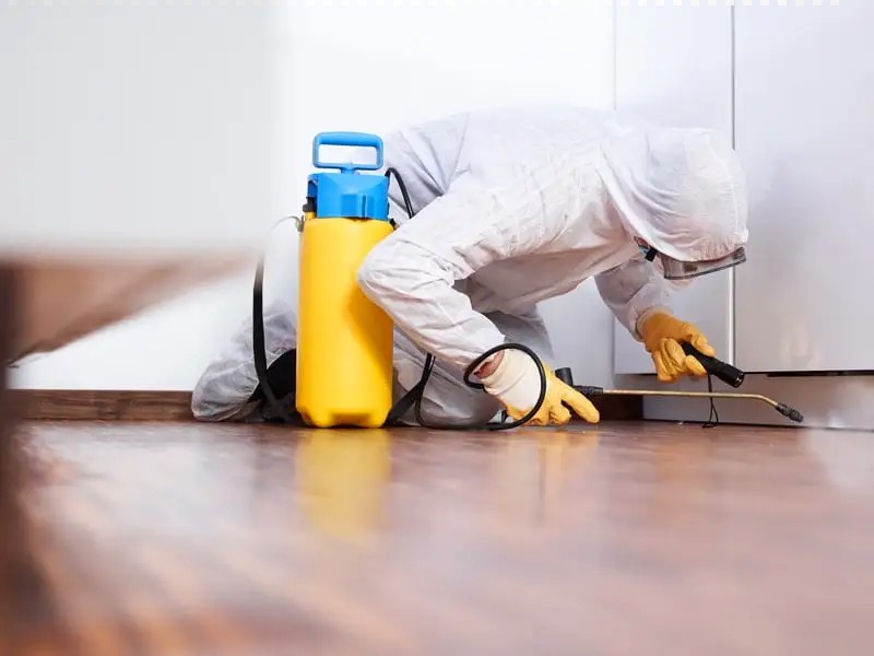 Why Once In Year Pest Control Service Is Must?