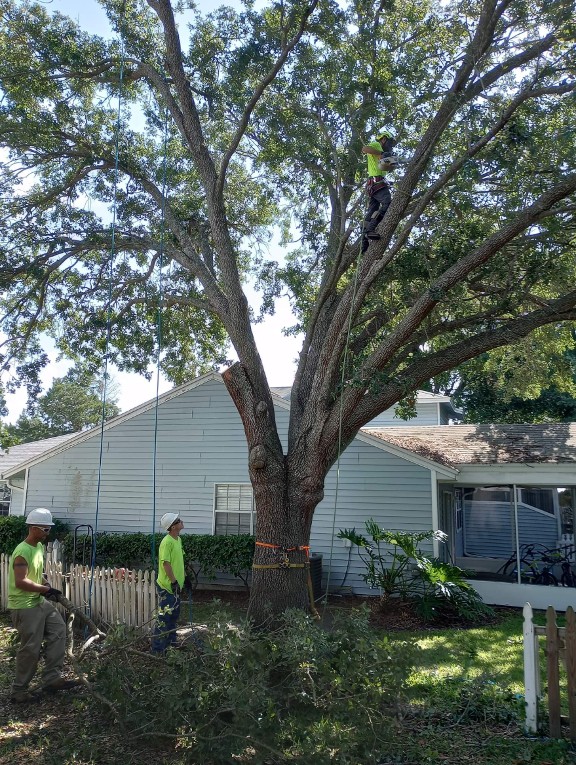 Tree care expert cutting down tree branches