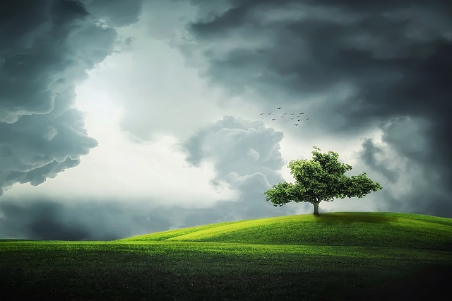 tree on a green land