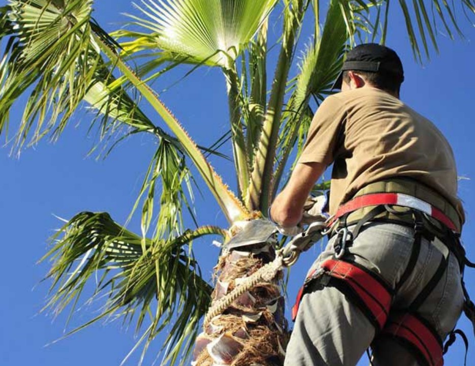 Why Professional Palm Tree Removal in Gold Coast is Essential for Homeowners